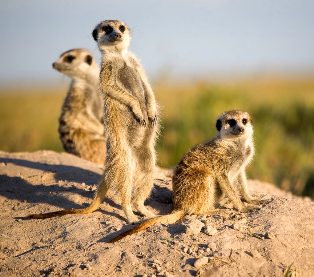 meerkats in central kalahari botswana