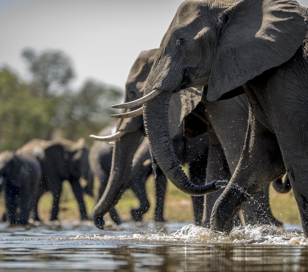 elephants in chobe river botswana