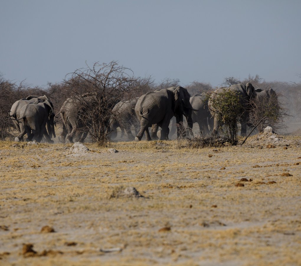 elephants in makgadikgadi pans botswana