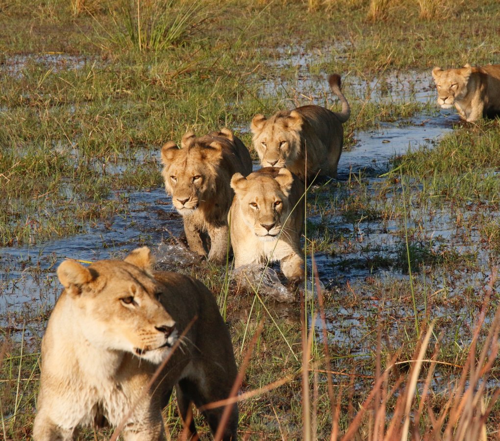 lions in okavango delta waterway botswana