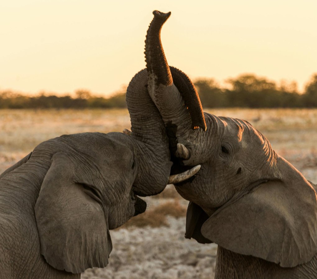 elephants in etosha national park namibia