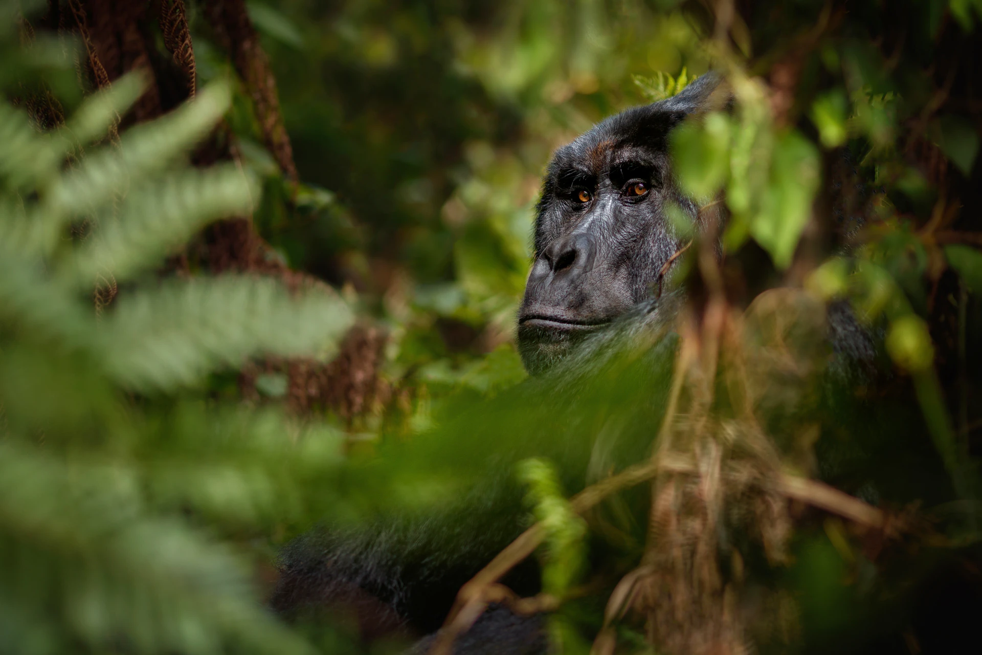 Mountain gorilla in Volcanoes National Park