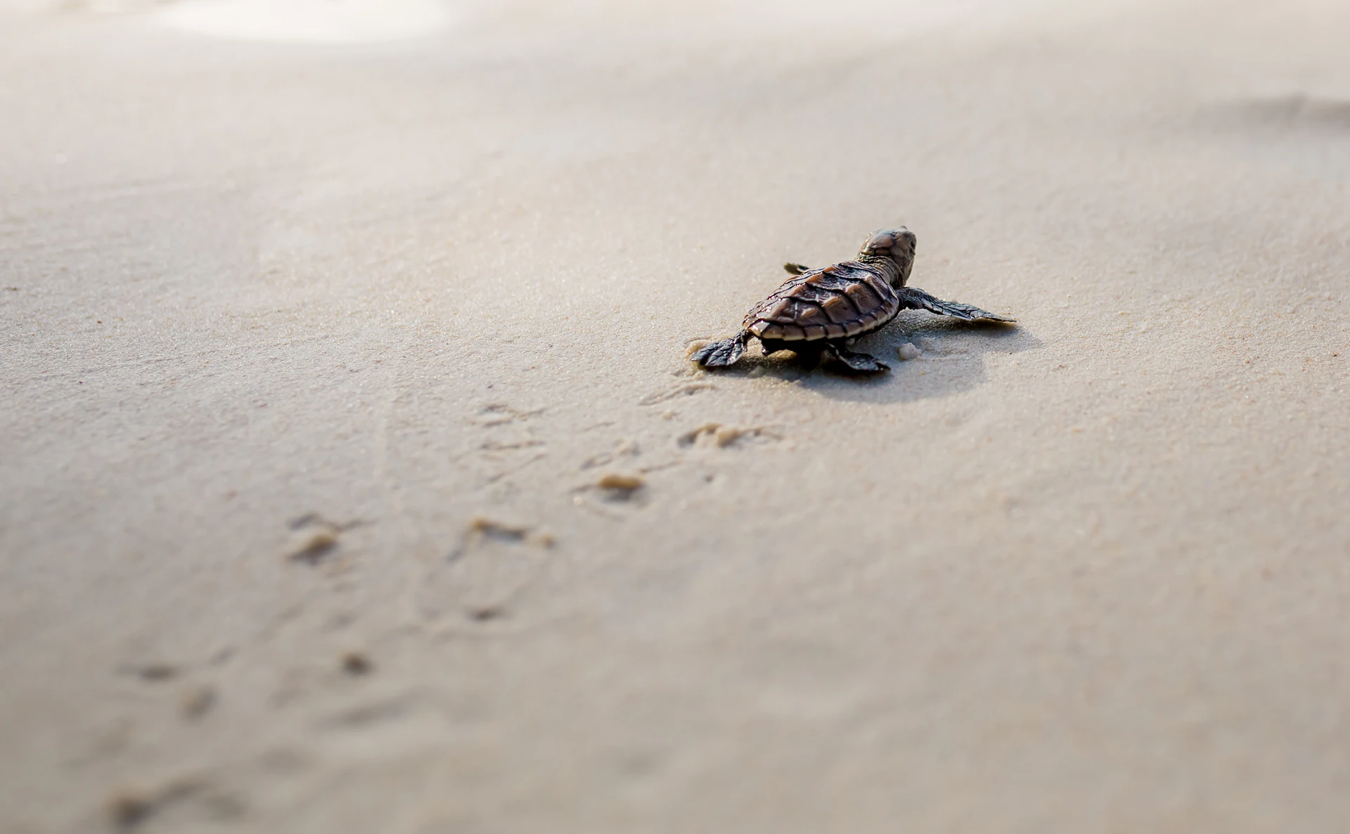 Sea turtle hatchling on Cousin Island, Seychelles