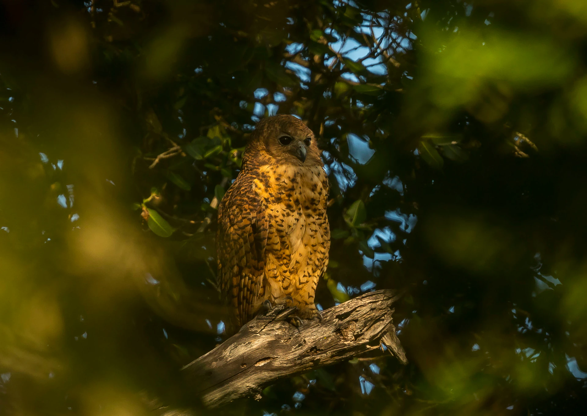 Pel's fishing owl in the riverine forest at Pafuri